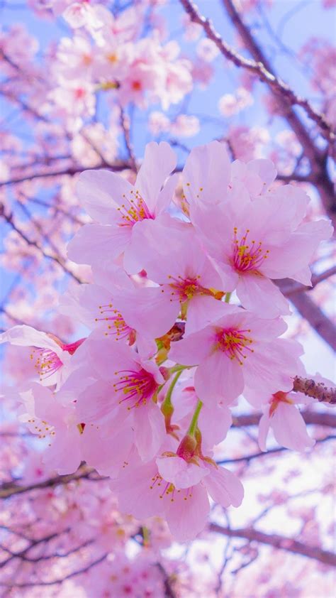 [24++] Amazing Cherry Blossom Tree Aesthetic Wallpapers - Wallpaper Box