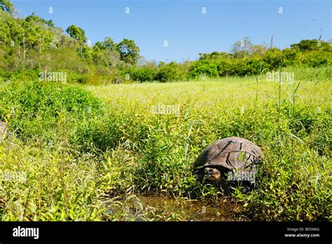 Tortuga Gigante De Galápagos Chelonoidis Nigra Porteri En La Meseta