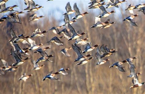 The Eurasian Wigeon - The Deafening Whistling Duck