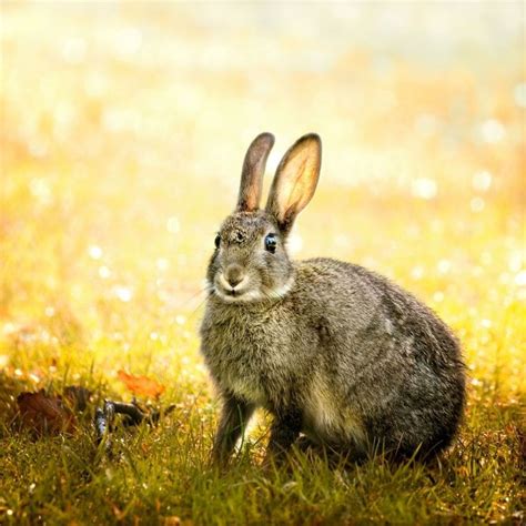 Beautiful Wild Rabbit at Ugchelen Campsite