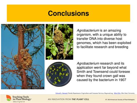 Ppt Agrobacterium Tumefaciens Pathogen And Useful Tool Powerpoint