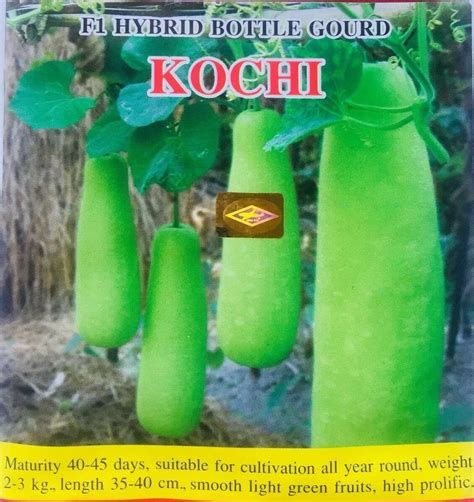 Hybrid F1 Bangladeshi Kochi Bottle Gourd Pani Kodu Doodhi 10 Seeds