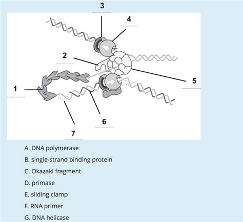 Solved Dna Polymerase Single Strand Binding Protein