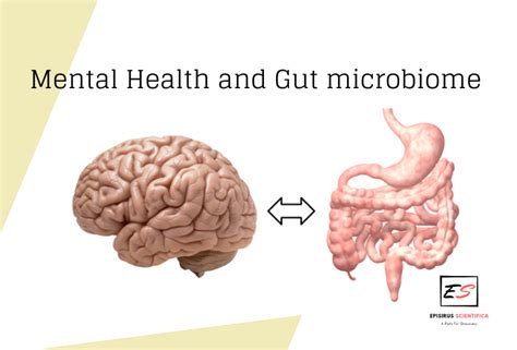 Nutrition For Improving The Gut Microbiome Improving The Mental Health