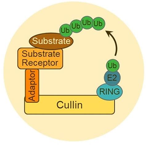 Breaking Down The Biochemical Pathways Of Protein Degradation