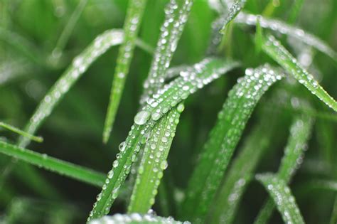 DEW: What is Dew | How Dew is Formed | What is Dewpoint | Where Does ...