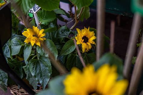 C Mo Plantar Girasoles En Casa