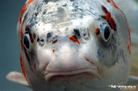 Koi Face To Face By Mellz Photography On Deviantart