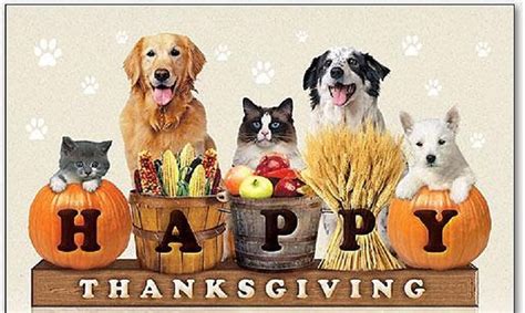 Scspca Thanksgiving And Your Pets Keeping Them Safe