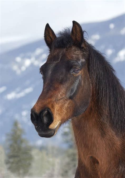 Morgan Horse Guide The Horse And Stable