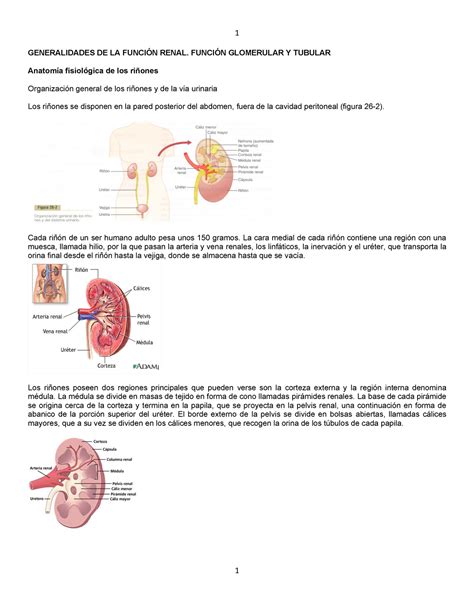 Generalidades DE LA Función Renal Función Glomerular Y Tubular StuDocu