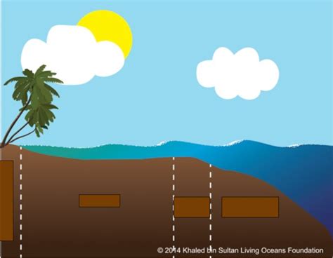 fringing reef diagram Diagram | Quizlet