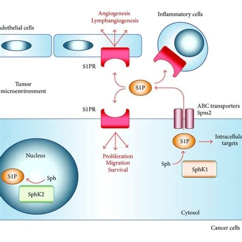 Inside Out Signaling Of Sphingosine 1 Phosphate S1P S1P Is