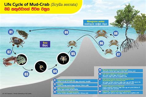 Coral Species And Life Cycles Of Crabs Shrimps Lanka Mangrove Museum