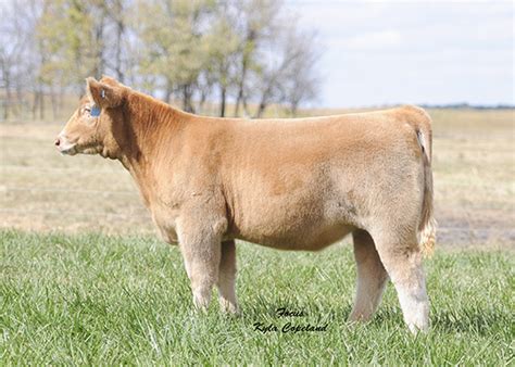 Lautner Farms Voegele Show Cattle Online Sale Ends Tonight On