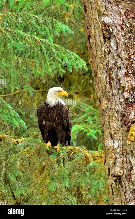 Bald Eagle Perched On Tree High Resolution Stock Photography And Images