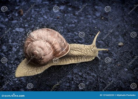 Snail Crawling On The Asphalt Road Close Up Stock Photo Image Of