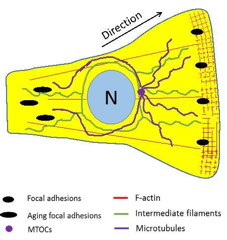 Discrete Cell Based Model in Fibroblast Cell Migration