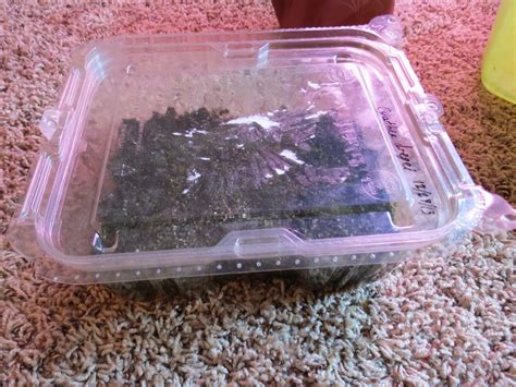Growing ferns from spores, aka: fern geek-out