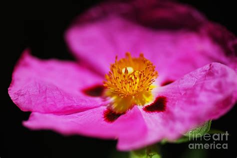 Hibiscus Desert Rose On Black Photograph By Joy Watson Fine Art America