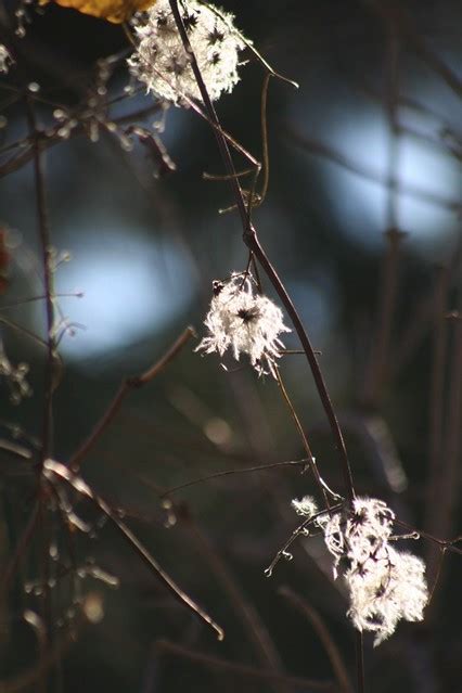 Still Some Beauty In These Winter Days Laura Lo Forti Flickr