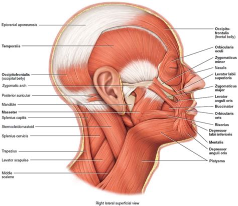 Mandible Jaw Bone Anatomy Parts Function Mandible Dislocation