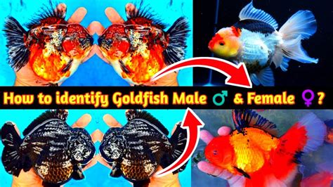 How To Identify Goldfish Male♂️and Female ♀️ Thailand Goldfish