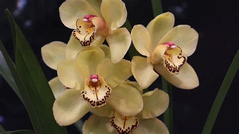 How To Divide And Repot Cymbidium Orchids Youtube