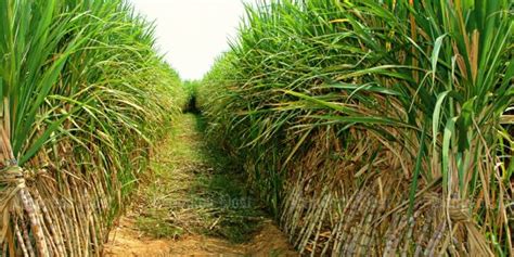 Sugar Cane Farmers Profit From High Output High Prices Bangkok Post