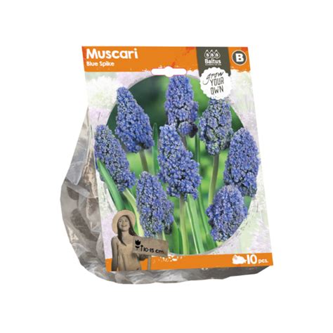 Muscari Blue Spike Sp Per 10 Tuinplanten DEN KREUPEL