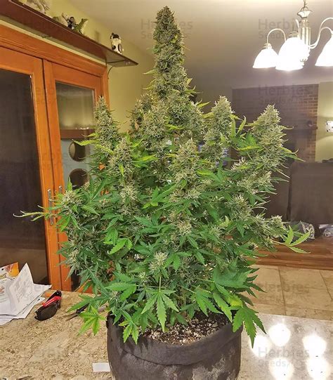 Buy Gorilla Glue Auto Glue Auto Feminized Seeds By Fastbuds Herbies