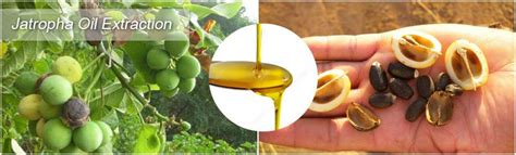 Facts about Jatropha Oil Extraction Machine and Biodiesel Oil ...