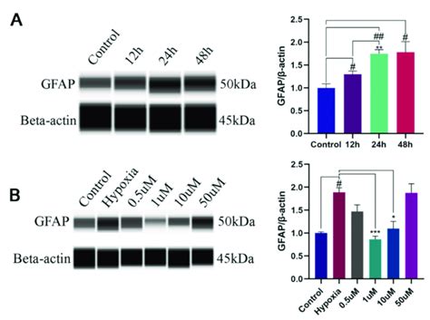 The Levels Of GFAP Expression In Astrocytes By WES A The Levels Of