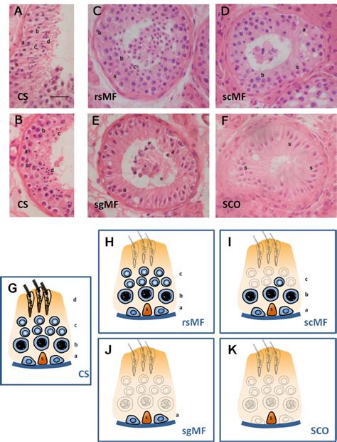 Testicular Histology Of Representative Sections Of Seminiferous Tubules Download Scientific