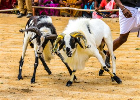 Weird Goat Breeds: Meet These Unusual Looking Goats!