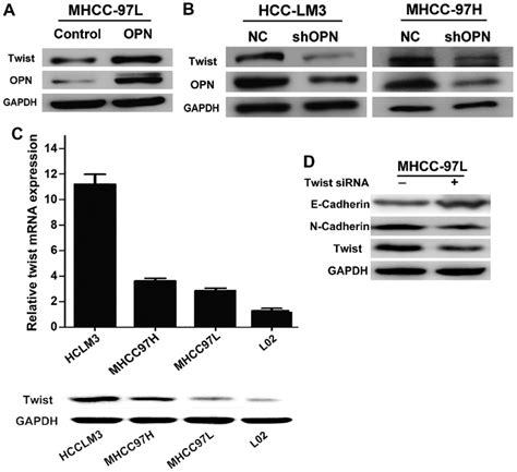 Opn Enhances Twist Expression In Hcc Cell Lines A Western Blot Download Scientific Diagram