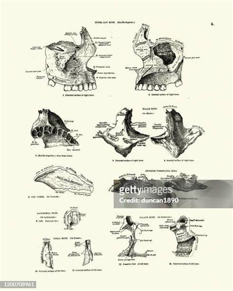 Cheek Bones Photos And Premium High Res Pictures Getty Images