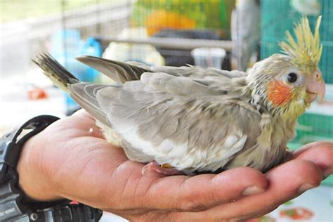 Ketahui Rahsia Penjagaan Burung Kakak Tua Media Permata Online