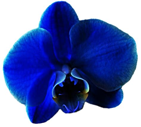 Royal Blue Orchid 2 by jeanicebartzen27 on DeviantArt