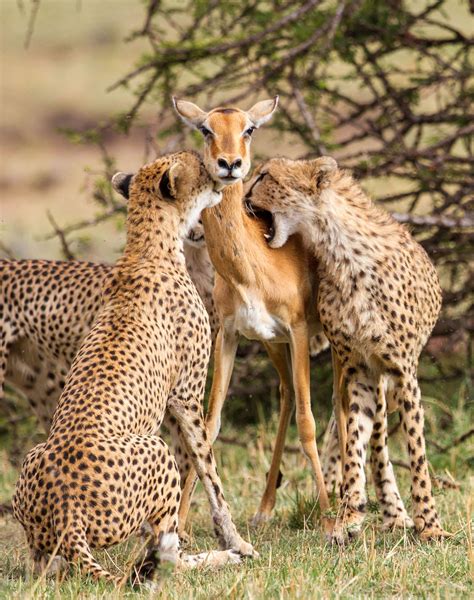 Stunning Pictures of Cheetahs in Action