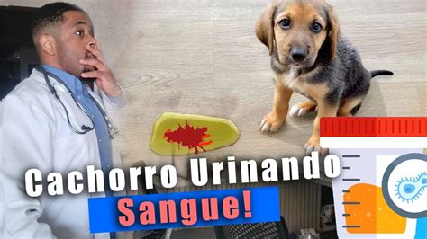 Cachorro Urinando Sangue O Que Fazer Youtube