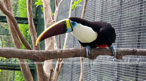 Red Billed Toucan | Sunshine BirdWorld