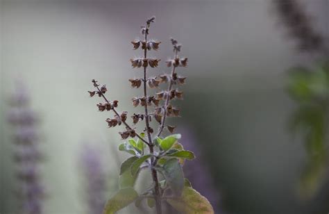 Tulasi Plant Herb Free Photo On Pixabay Pixabay