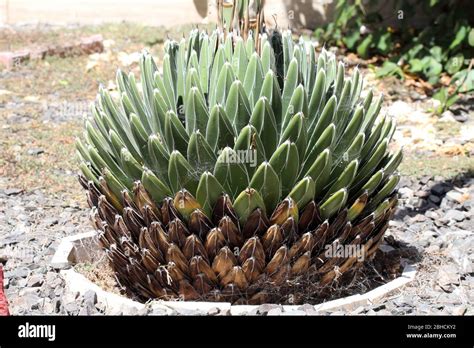 Agave Victoriae Reginae Stock Photo Alamy