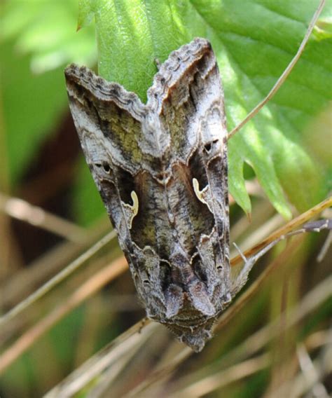 Gammafly Autographa Gamma Morten Ross