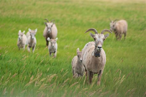 Goats On Patrol A Herd Of Sheep Standing On Top Of A Lush Flickr