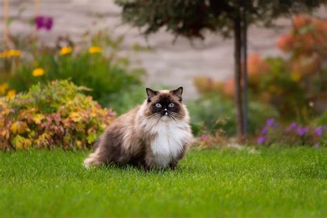 Persian Ragdoll Mix Cat - 12 Traits Of This Unique Cat Breed