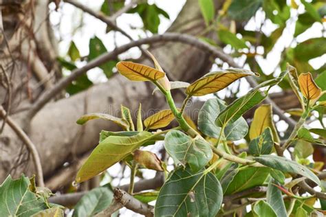 Banyan Fruit Ficus Benghalensis Commonly Known As The Banyan Banyan