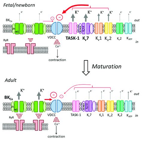 The switch of the leading role in the regulation of vascular tone from ...