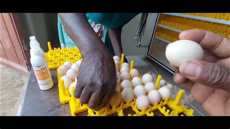 Finally Our Solar Powered Hatchery Is Now Functional Youtube